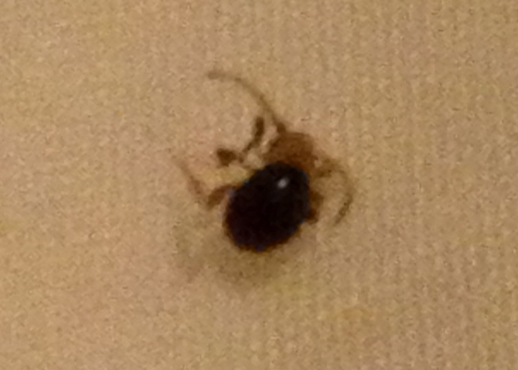 Spider Beetle found in human arm pit!!! What's That Bug?