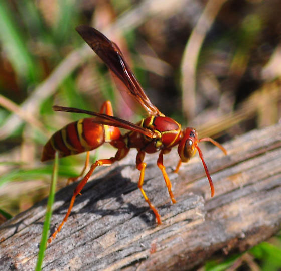 Paper Wasp What's That Bug?
