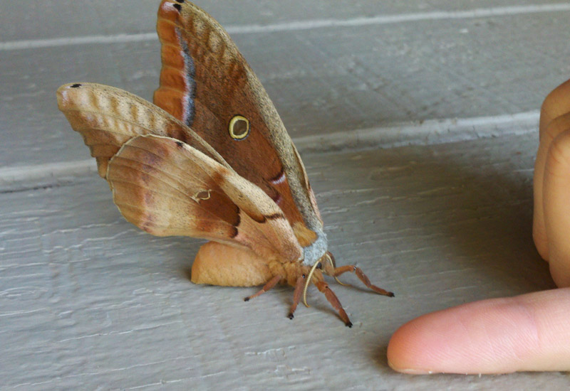 How Long Do Giant Silk Moths Live? Unveiling Their Lifespan Secrets