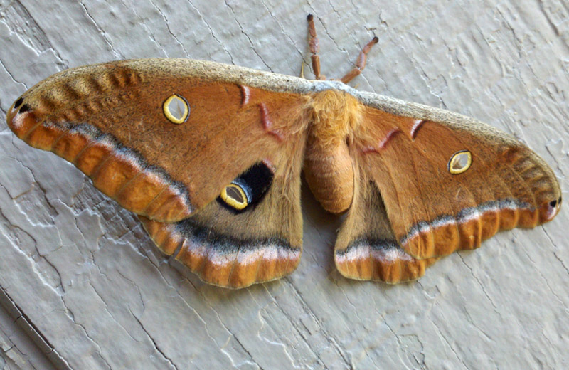 How Long Do Giant Silk Moths Live? Unveiling Their Lifespan Secrets