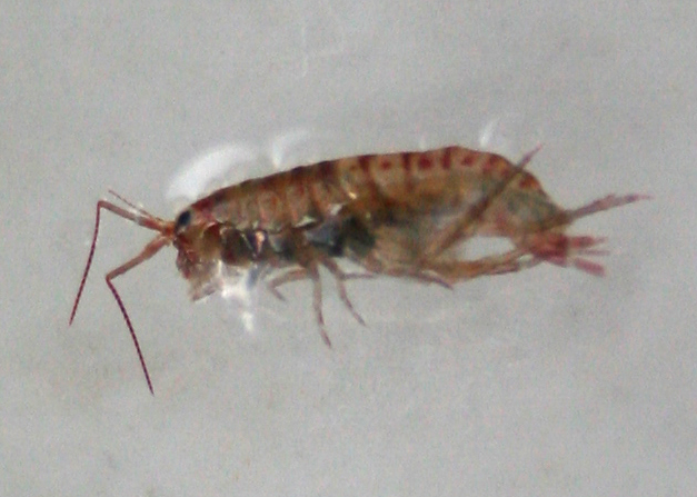 Lawn Shrimp What's That Bug?