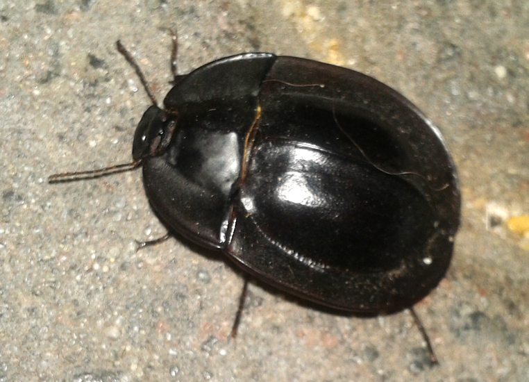 Pie Dish Beetle from Australia What's That Bug?