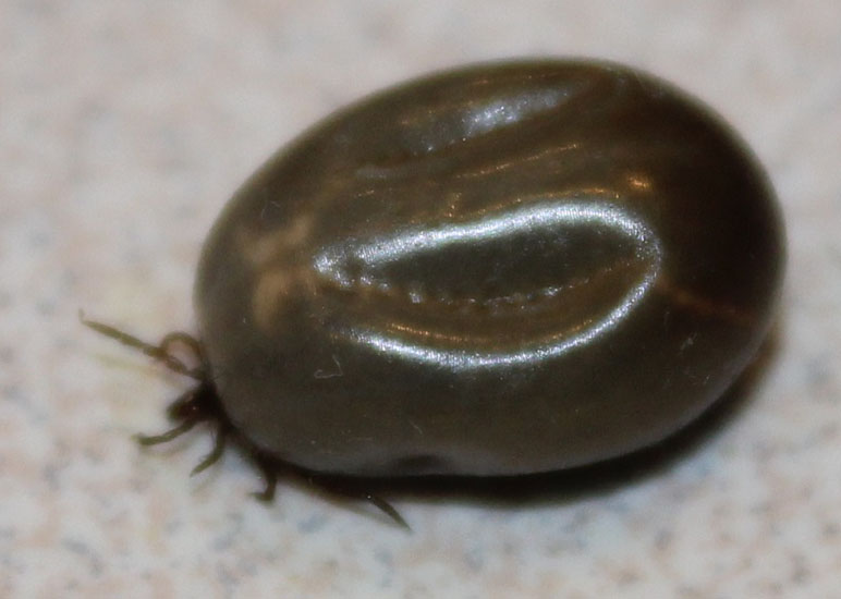 Dog Tick or Deer Tick??? What's That Bug?