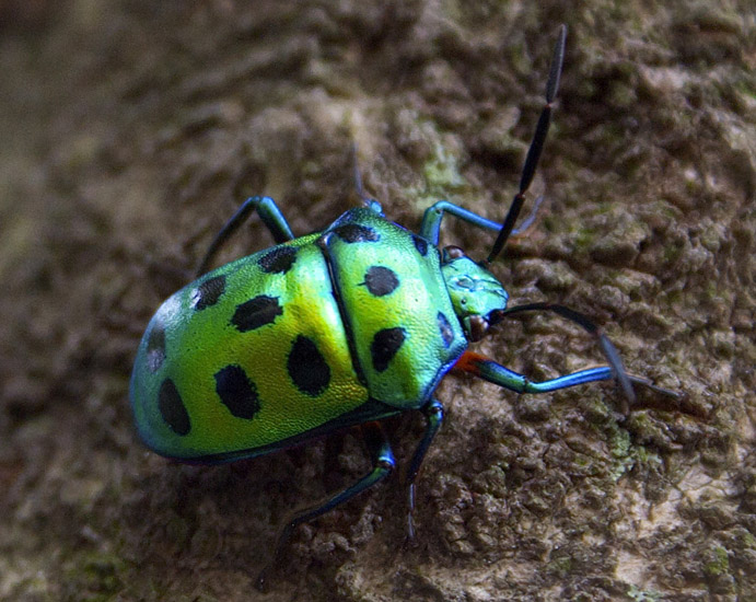 Lychee Shield Bug from India What's That Bug?