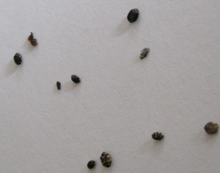 What Do Carpet Beetles Not Like at Micah Whiteside blog