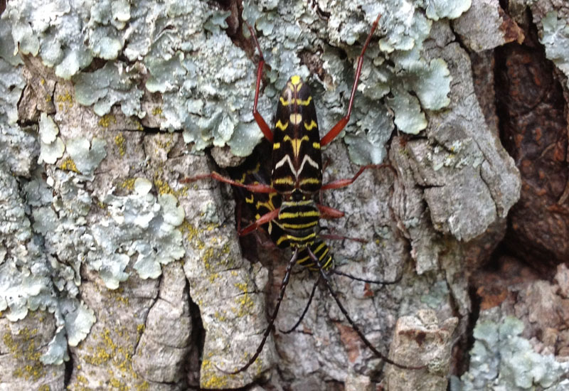 Hickory Borers What's That Bug?