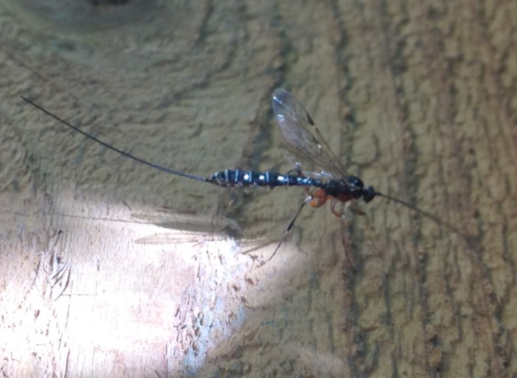 Ichneumon from Alaska What's That Bug?