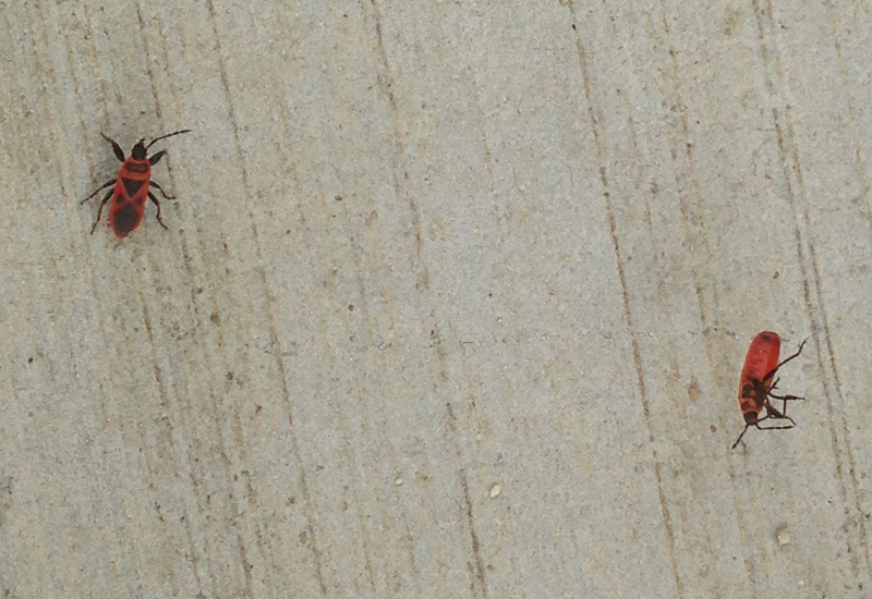 Red Bug Introduced species in California What's That Bug?