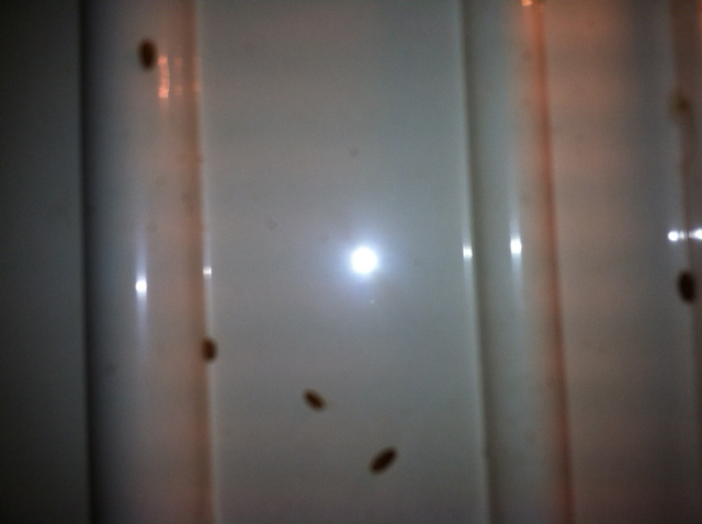Household Bugs Carpet Beetles, Fly Puparia or other????? What's That