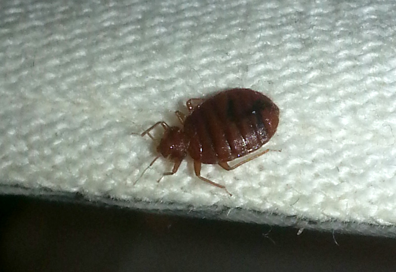 Bed Bug vs Cockroach A Quick Comparison Guide for Homeowners What's