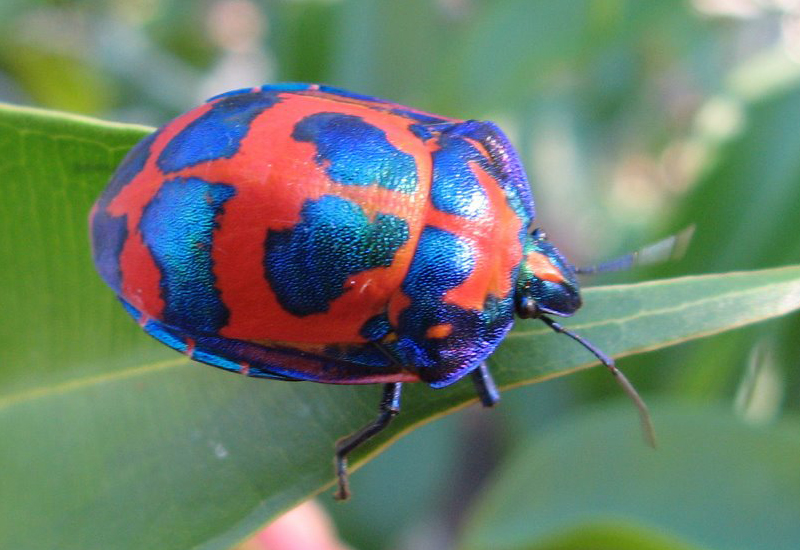 Cotton Harlequin Bug from Australia What's That Bug?