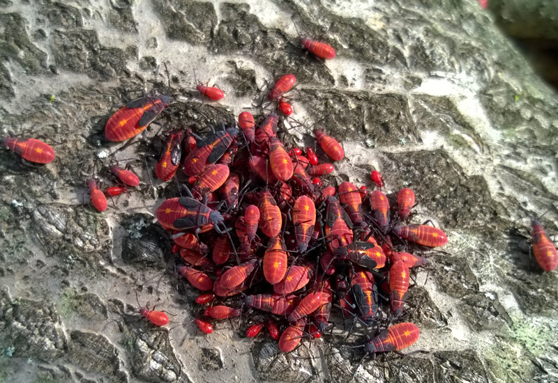 Natural Boxelder Bug Predators Revealed & Detailed