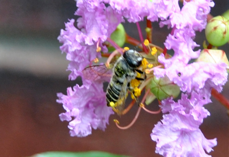 Leaf Cutter Bee What's That Bug?