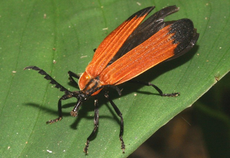 NetWinged Beetles Archives Page 2 of 6 What's That Bug?