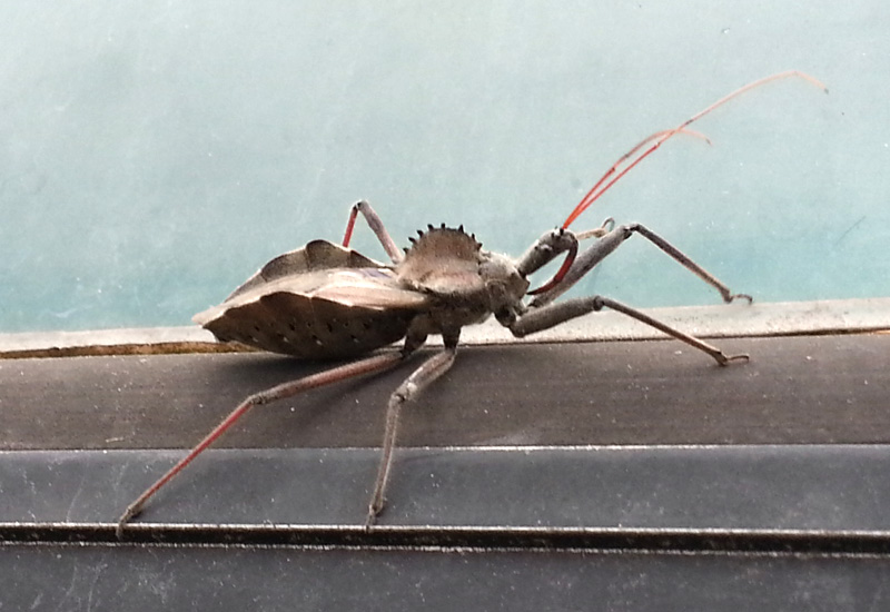 Wheel Bug AKA "dinosaur bug" What's That Bug?