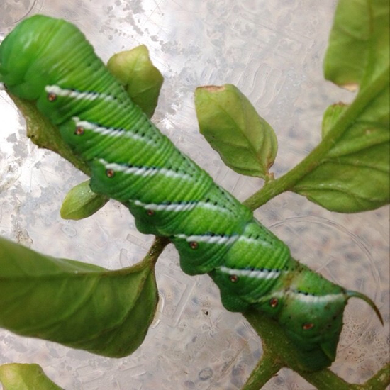 Tobacco Hornworm What's That Bug?
