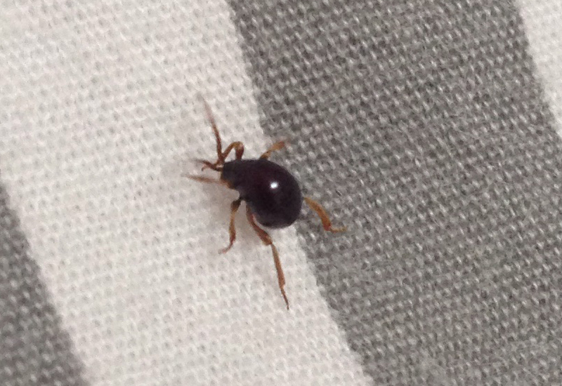 Spider Beetle What's That Bug?