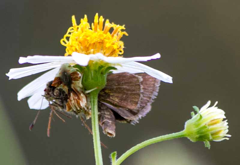 What Eats Ambush Bugs at Shirley Stallman blog