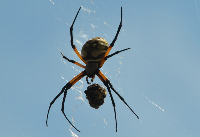 Golden Orbweaver with Prey What's That Bug?