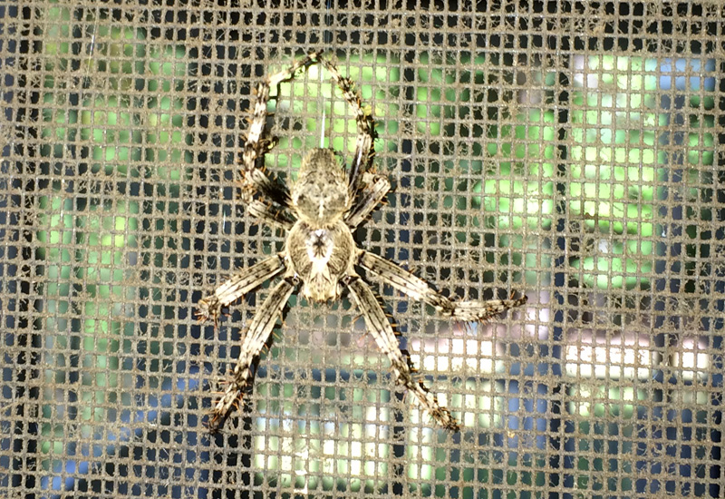 Barn Spider What's That Bug?