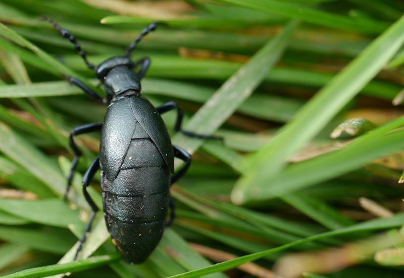 Oil Beetle from Canada What's That Bug?