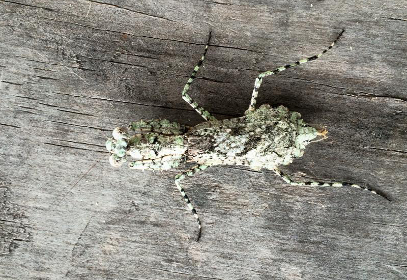 Florida Bark Mantis What's That Bug?