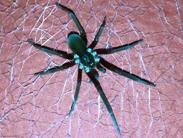 Southern House Spider cohabitates with humans!!! What's That Bug?