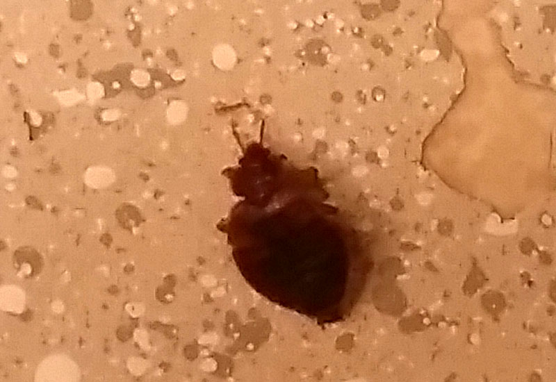 Bed Bug vs Cockroach A Quick Comparison Guide for Homeowners What's