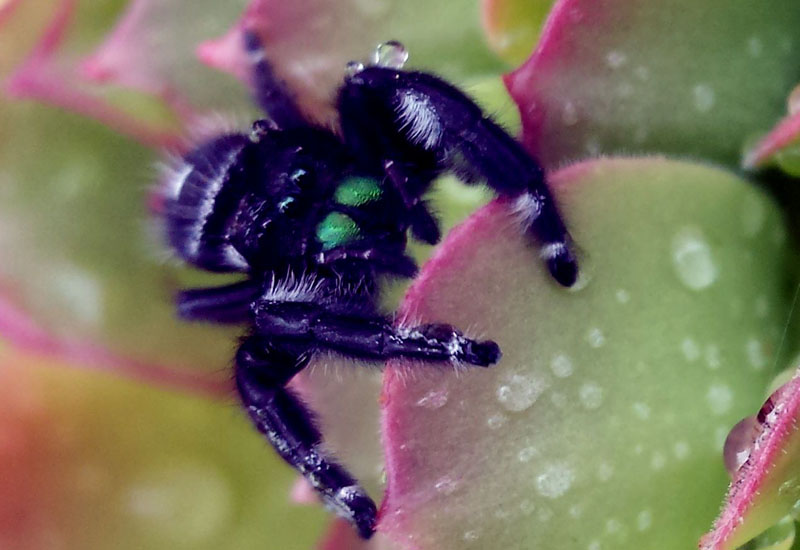 Jumping Spiders Archives Page 4 of 20 What's That Bug?