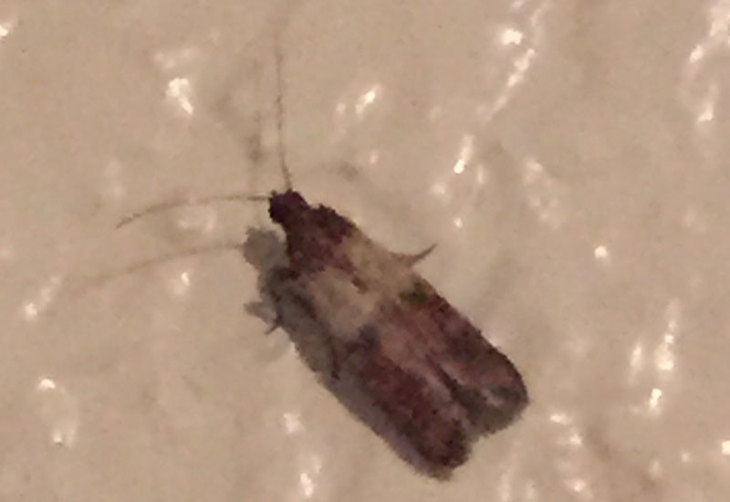 Indian Meal Moth What's That Bug?