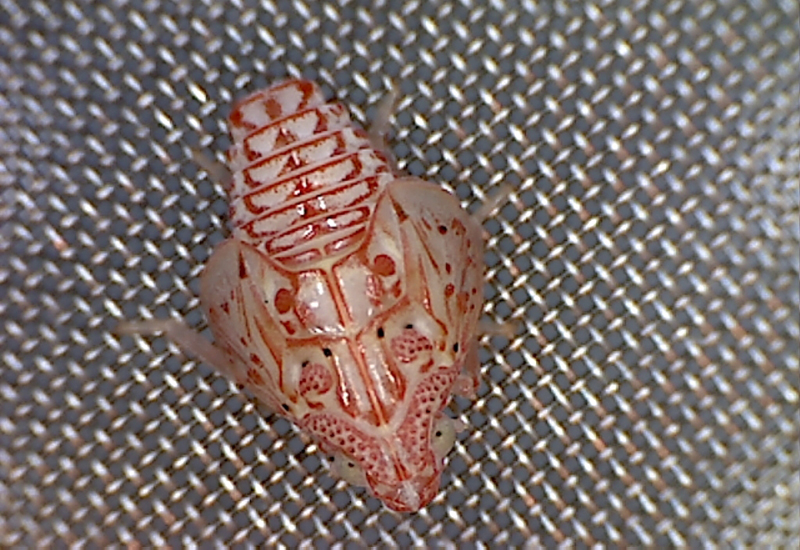 Immature Torpedo Bug from Hawaii What's That Bug?