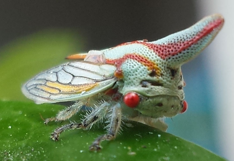 Oak Treehopper What's That Bug?