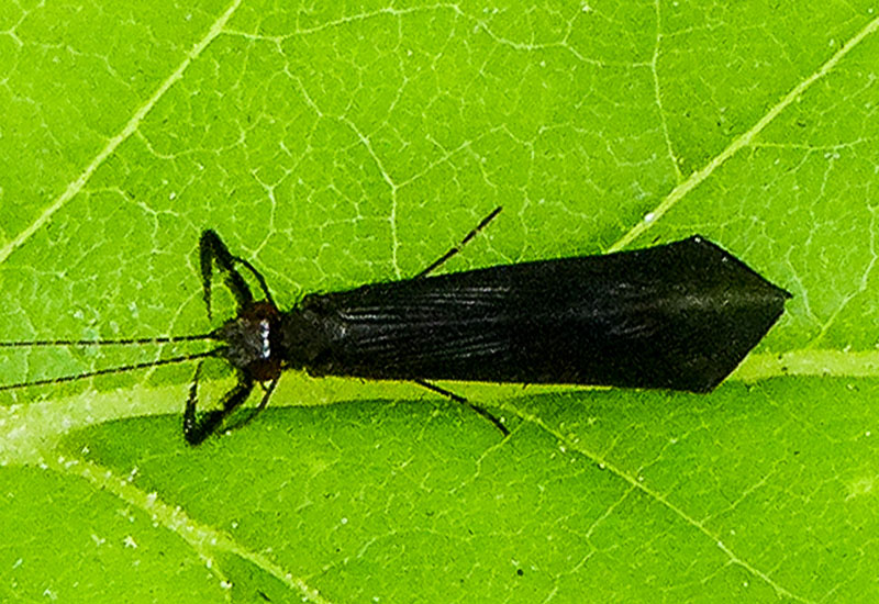 Black Dancer Caddisfly What's That Bug?