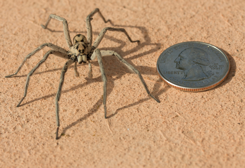 Spiders In Southern Arizona Wolf Spider