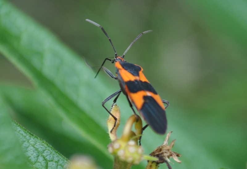 Large Milkweed Bug What's That Bug?