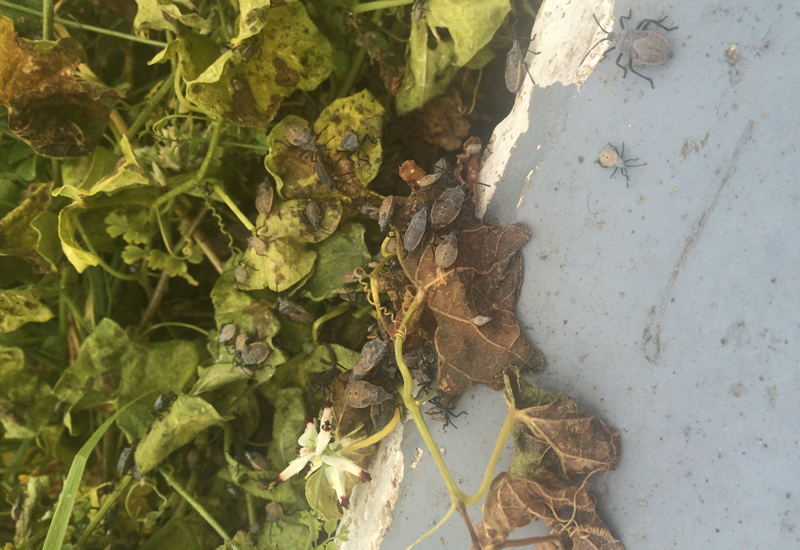 Immature Squash Bugs What's That Bug?
