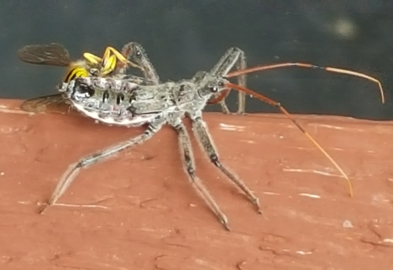 Immature Wheel Bug What's That Bug?