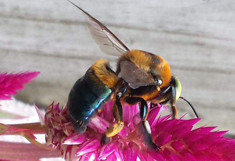 Carpenter Bee What's That Bug?