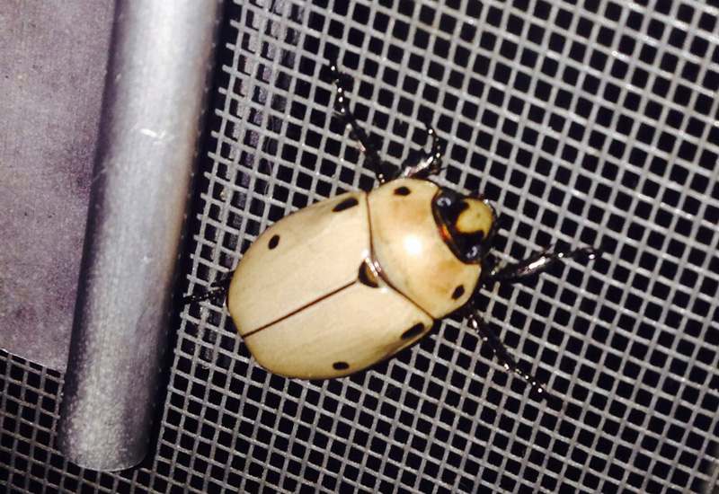 Do Grapevine Beetles Bite? Debunking Myths and Exploring Facts What's