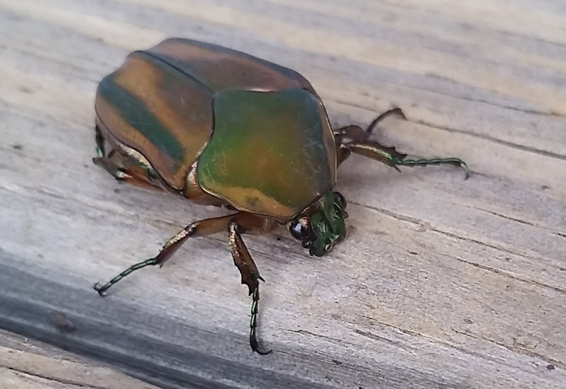 Green June Beetle What's That Bug?