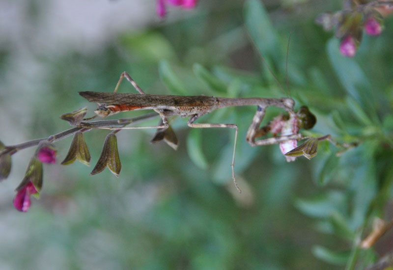 Carolina Mantis Essential Facts and Fascinating Insights What's That