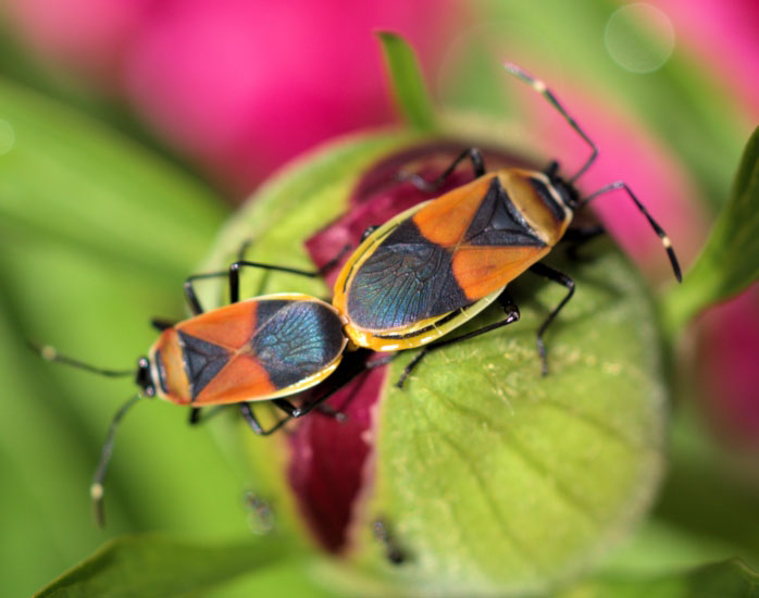 Mating Harlequin Bugs from Australia What's That Bug?