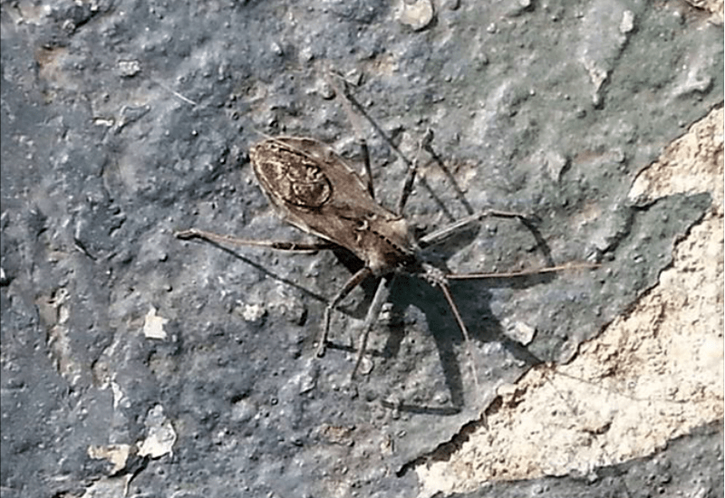 Wheel Bug, NOT Kissing Bug What's That Bug?