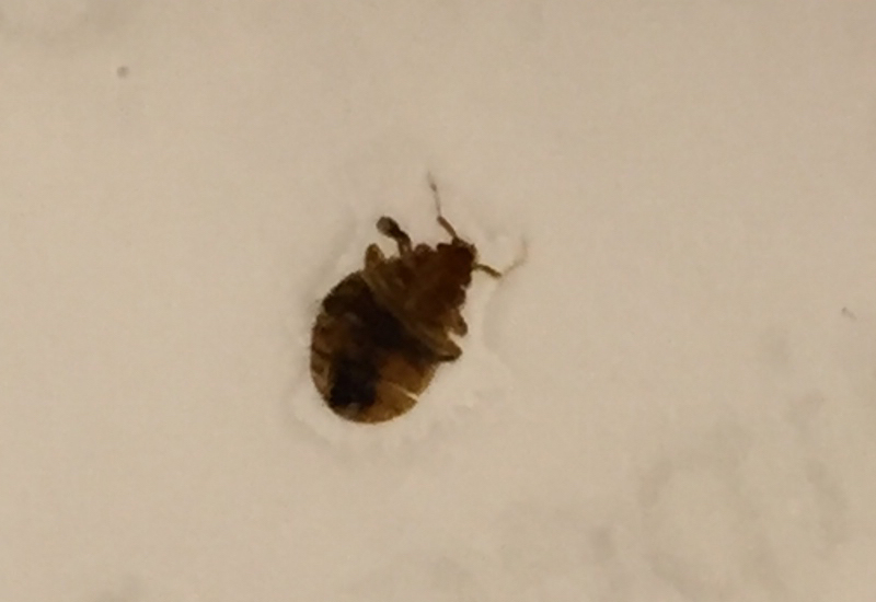 Bed Bug in Canada What's That Bug?
