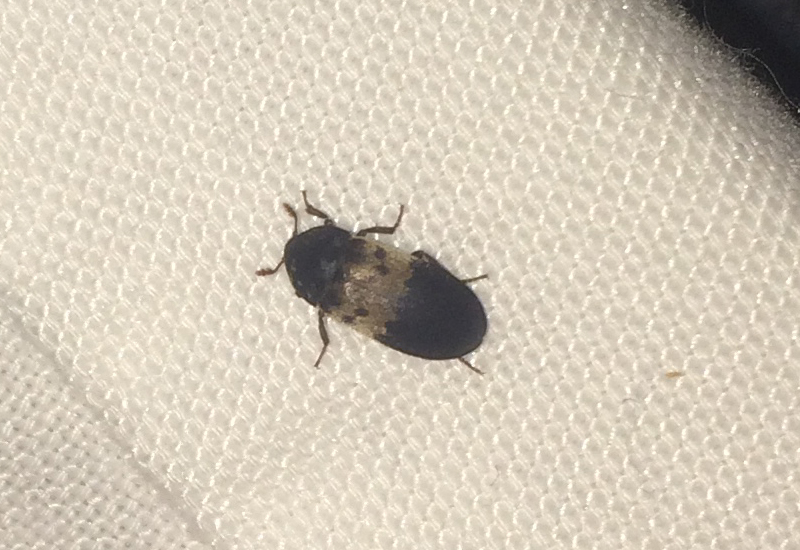 Larder Beetle What's That Bug?