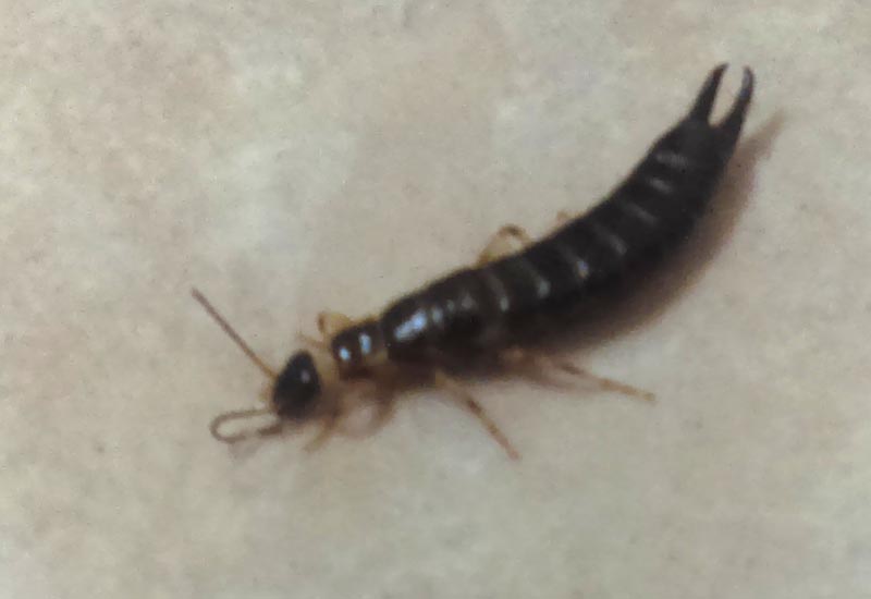 RingLegged Earwig What's That Bug?