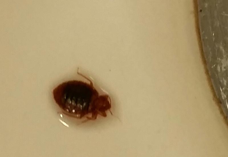 Early Signs of Bed Bugs How to Detect Them Before It's Too Late What