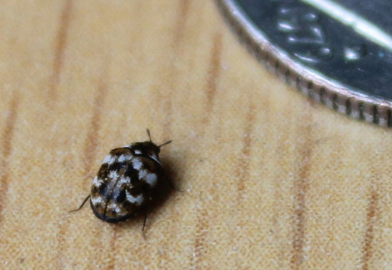 Drugstore Beetle Vs Carpet Beetle 4 Key Differences What's That Bug?