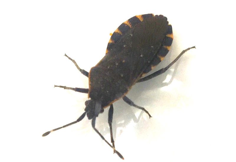 Squash Bug What's That Bug?