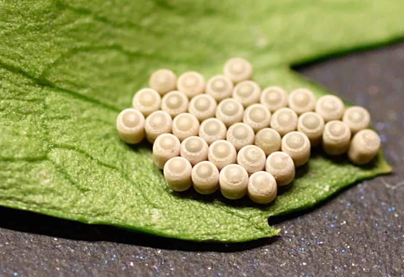 Stink Bug Eggs on Parsley What's That Bug?